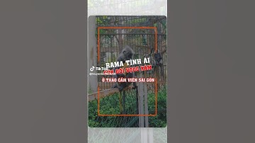 Drama tình ái của đôi Vọoc Xám ở Thảo Cầm Viên Sài Gòn #hitv #tintuc #tinnhanh #news #thaocamvien