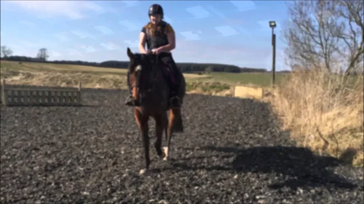 NEW HORSE!