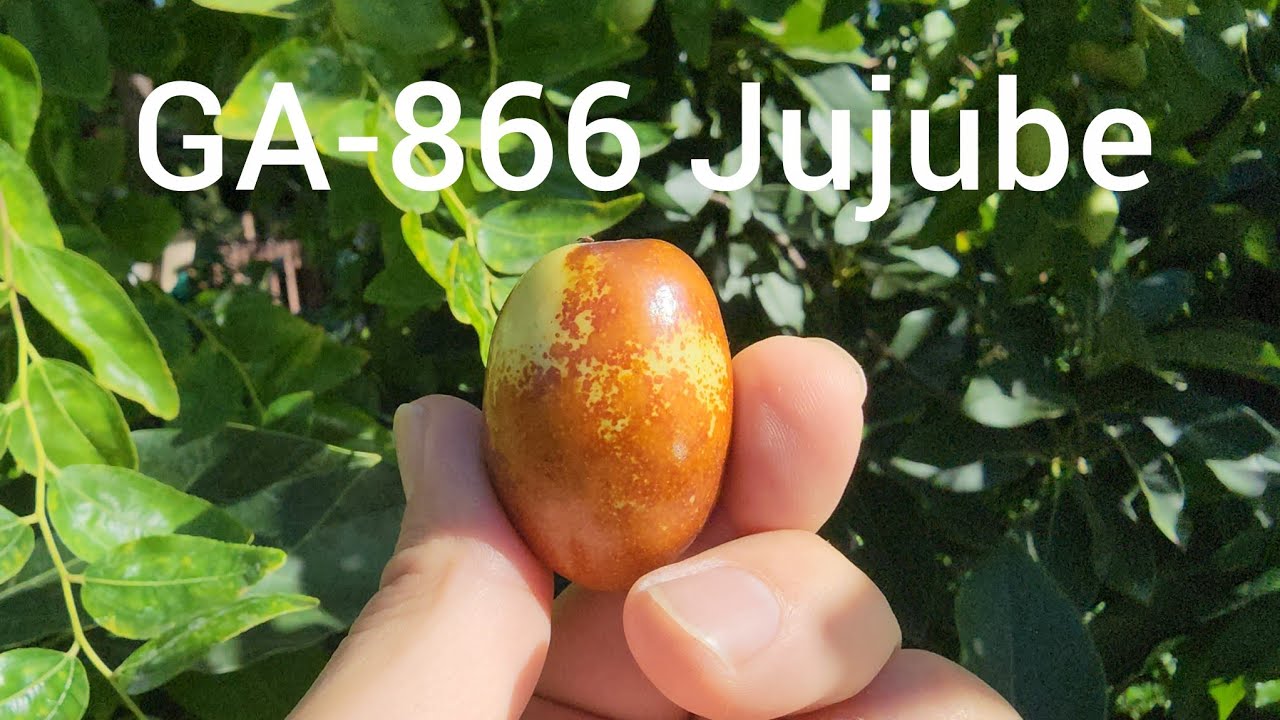 Should you add a GA-866 Jujube to your backyard? Taste Testing a