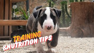 Bull Terrier Training Secrets Part 2 Nutrition And Development