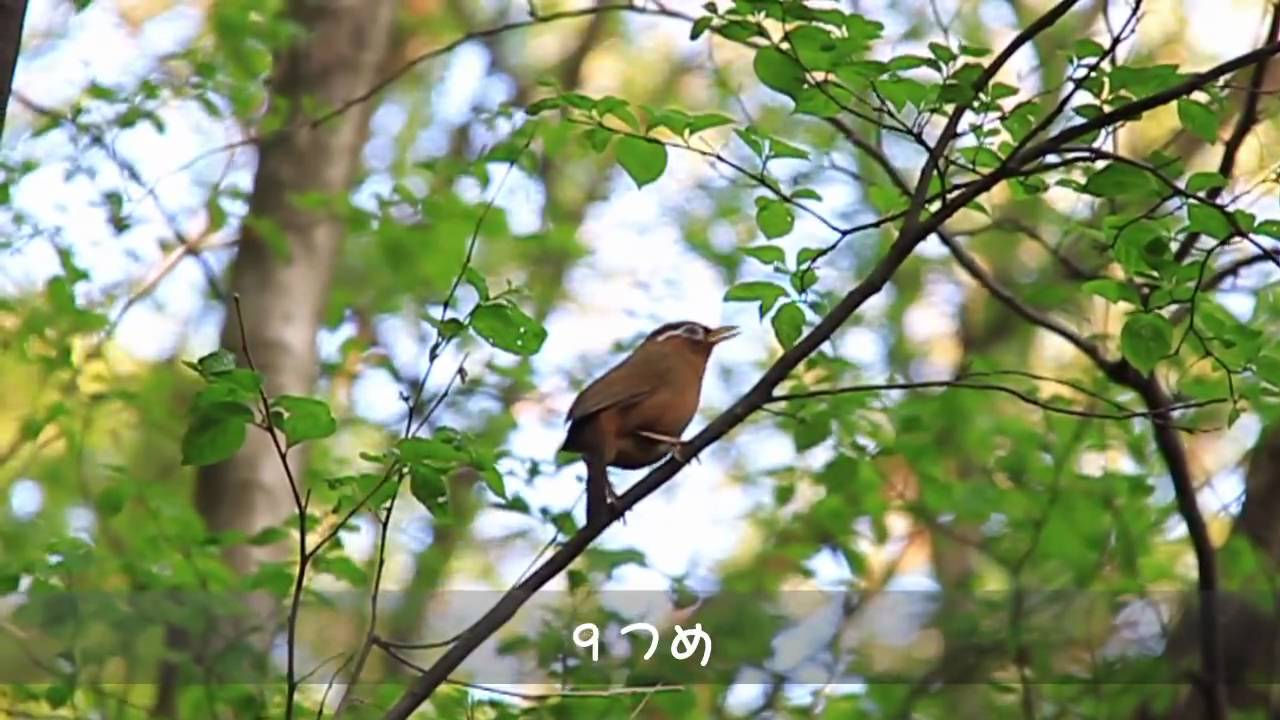 ローカルプレミアム 早朝から変な鳴き声でやかましい 中国から来た野鳥 ガビチョウがなぜか栃木で増殖中 ウグイスの声は消え 産経ニュース