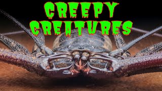 Top 10 CREEPIEST Scorpions, Spiders & More!