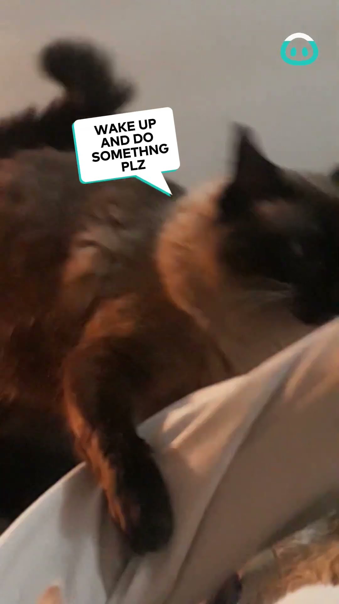 Cranky cat HATES alarm || ViralHog