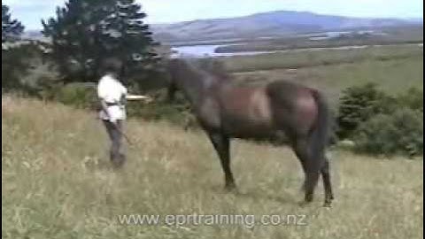 Horse Trained to Fetch