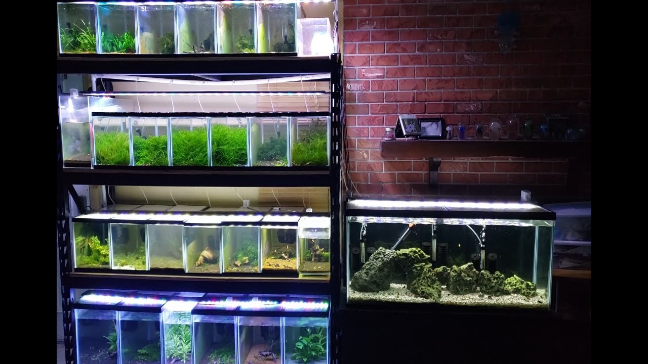Another shrimp rack! - YouTube