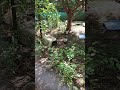 Skunks wandering about in their pre release enclosure wildliferehabilitation animals