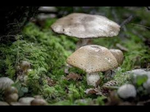 Mengejutkan 7 Arti Mimpi Melihat Jamur Menurut Primbon Jawa Youtube Mengejutkan 7 Arti Mimpi Melihat Jamur Menurut Primbon Jawa Youtube