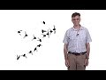 Michael Dickinson (CalTech) 1: How Flies Fly: Lift