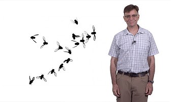 Michael Dickinson (CalTech) 1: How Flies Fly: Lift