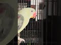 olive raw parrot pair #viralvideo #birds #talkingparot #parrot