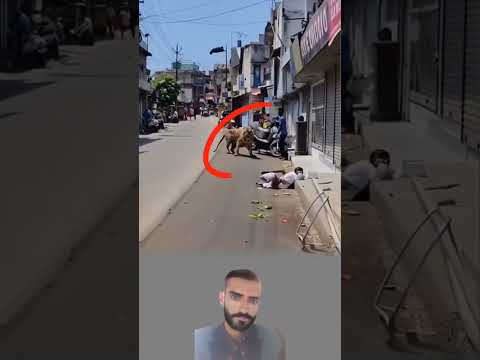 مشهد مهيب نمر ضل طريقه إلى السوق والأهالي يصرخون خوف ا وهم يركضون في كل اتجاه 