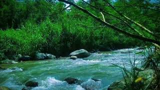 Peaceful River Forest: Calming River Sounds for Relaxation Relaxing White Noise for Relaxing Sleep