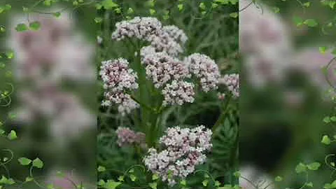 Лекарственные растения Краснодарского края