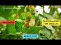Speciale Tuta Absoluta Pomodoro |  Aprile 2022