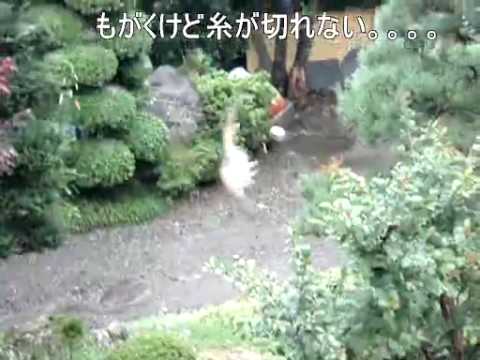 クモの巣にかかった子スズメ Youtube クモの巣にかかった子スズメ Youtube