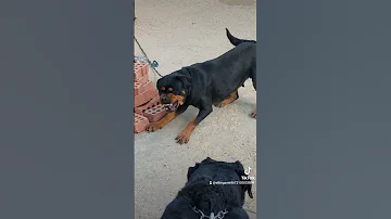شراسة كلب الروت وايلر Aggressive Female Rottweiler Rottweiler Dog Rottweilerworld كلاب Animals 