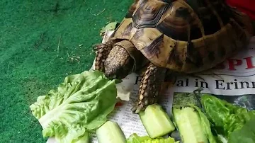 Was für Salat dürfen Schildkröten essen?