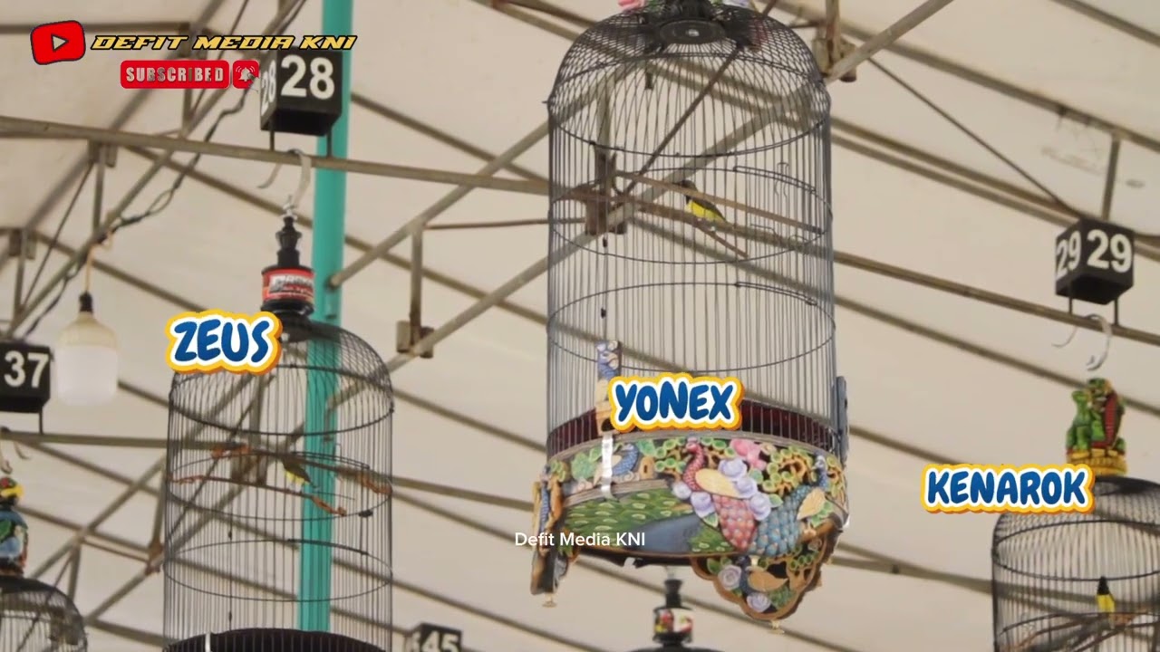 PENAMPILAN SOGON ZEUS, YONEX, KENAROK  SALING ADU DURASI