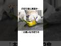 爪切りが大嫌いすぎてついに仮病を使ったインコさんww【シロハラインコ】