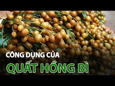 Công dụng chữa bệnh ít người ngờ tới của quất hồng bì | VTC14