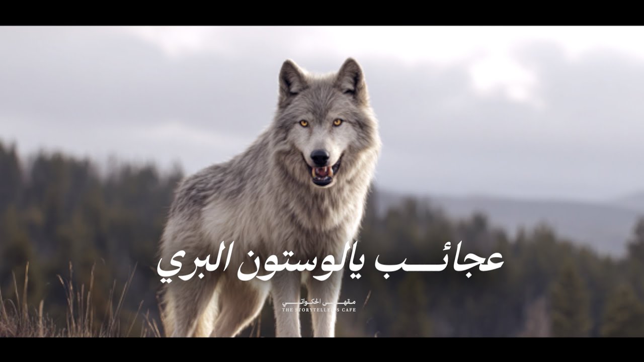 عجائب يالستون البري | أرض الينابيع الساخنة والوحوش الجبارة! أسرار وعجائب | القصّة كاملة | وثائقي