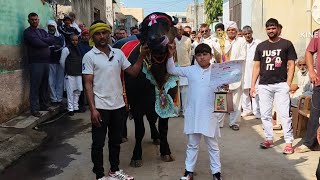👍राजा बुल मांगावास की कटड़ी निकाल शक्ति है 15 से 16 किलोग्राम दूध तीन बार चैंपियन रह चुका है