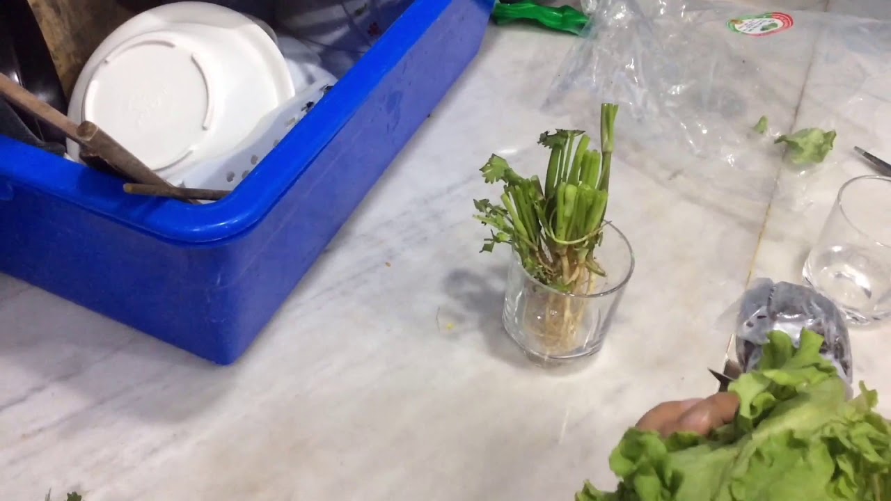 How to regrow everything at home - YouTube