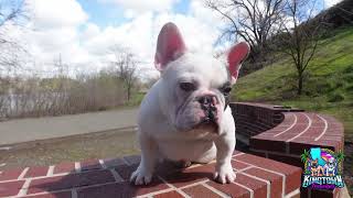 Tiny French Bulldog AKA ||SLIME|| Only 7 Months Old #frenchbulldog #frenchie #frenchies #frenchie by kingtownfrenchies 335 views 1 year ago 43 seconds