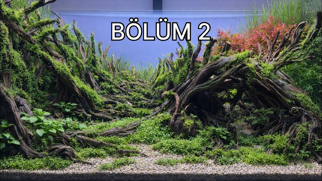JUNGLE STYLE BİTKİLİ AKVARYUM KURULUMU BÖLÜM 2