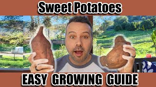 Easiest Way to Grow Sweet Potatoes