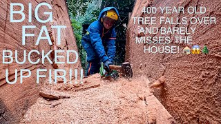 MASSIVE 400 Year Old Fir Falls Over! (Almost Hits The House!) by Guilty of Treeson @ Eastside Tree Works 2,055,697 views 3 years ago 45 minutes