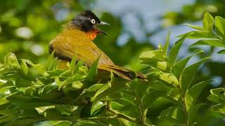 D Sooty-Headed Bulbul Sound
