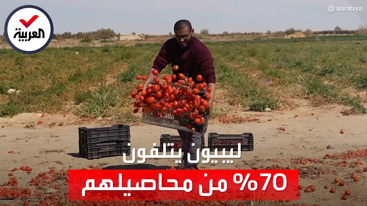 مزارعون في ليبيا يتلفون نسبة كبيرة من محاصيل الطماطم