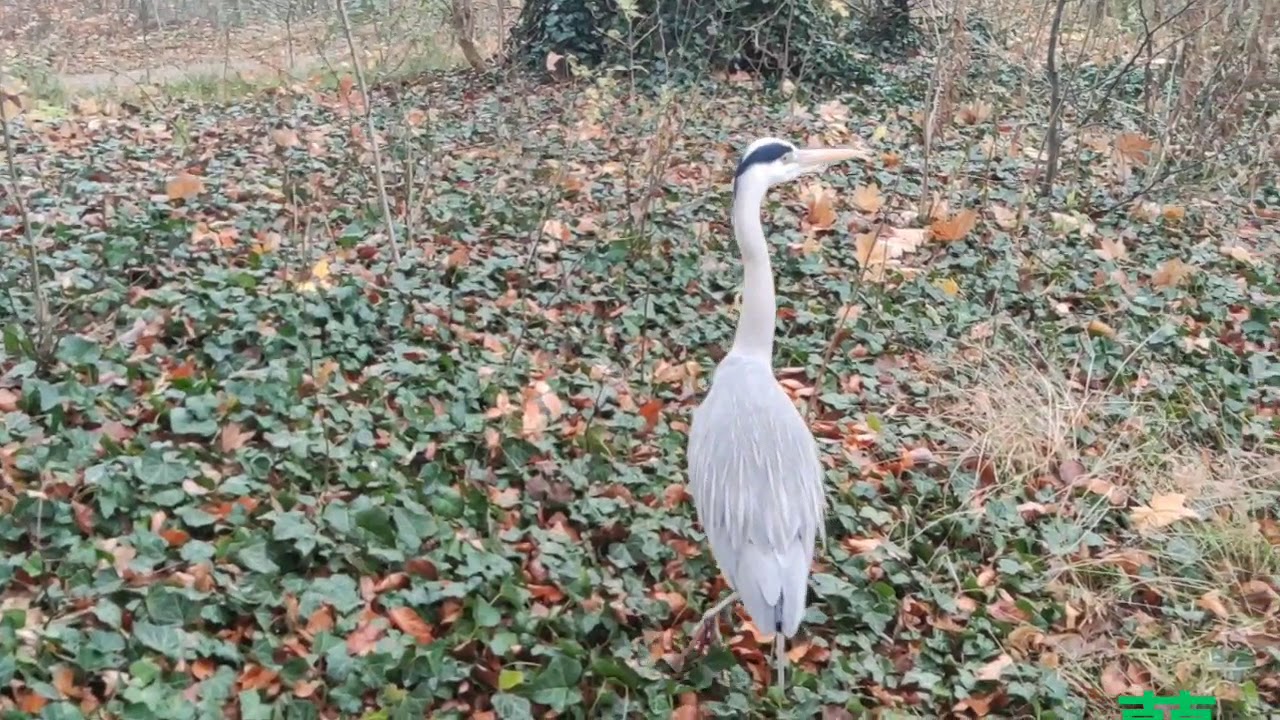 Graureiher in Schloss Charlottenburg Park 苍鷺游荡柏林夏洛特宫