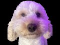 Mitochondria Mondays - UNCAPPED SUBATHON DAY 8