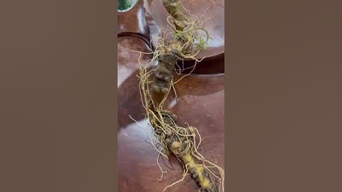 2 củ sâm rừng 1 lạng mời các bác tẩm bổ zalo 0377965679 e Nguyệt nhé