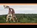 Giraffes Fighting