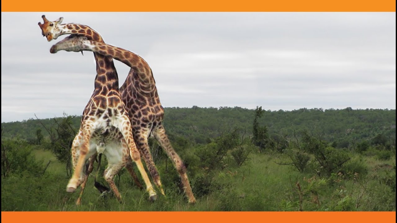 Best Giraffe Videos Compilation 🦒😂 [Funny Pets]