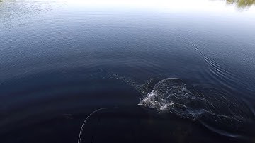 Follower crushes the Toxic Baits Wake n Crank