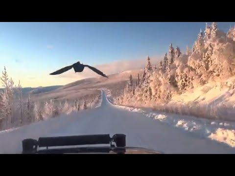 Aerial escort: Raven flies beside couple's car in Yukon for 45 minutes