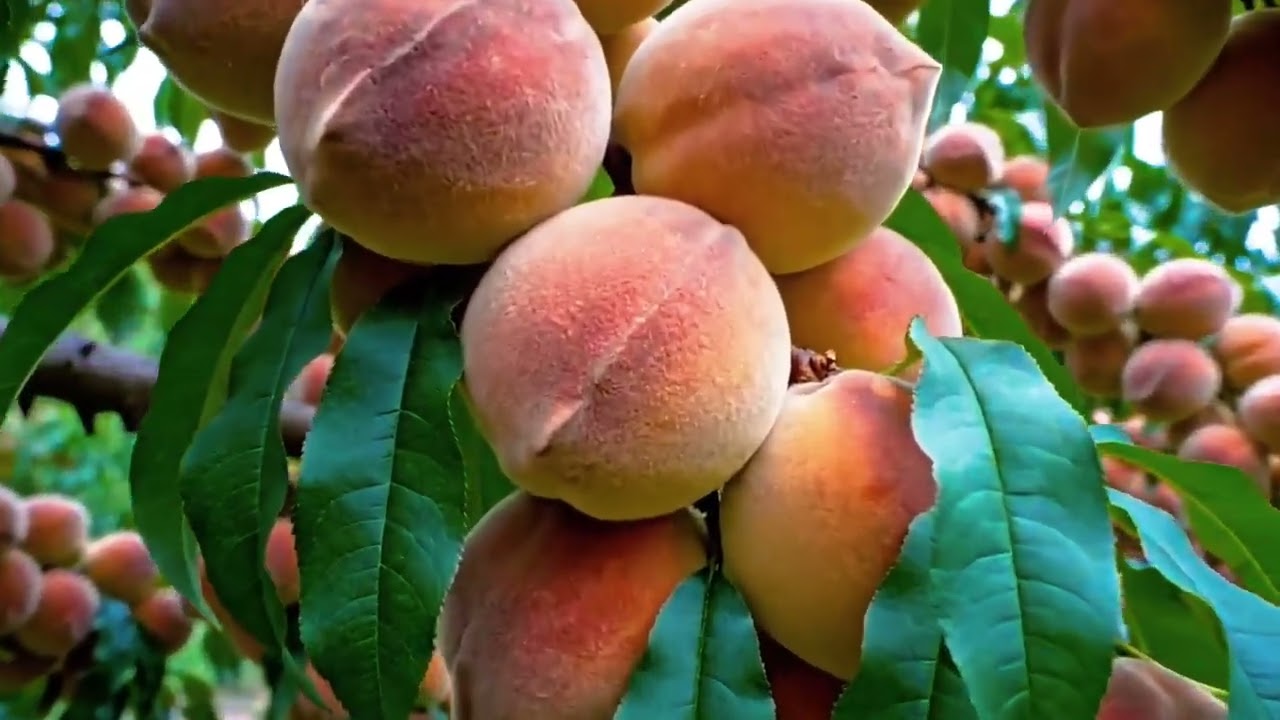 Menjelajahi kebun buah segar dn manis,di kebun seluas ini