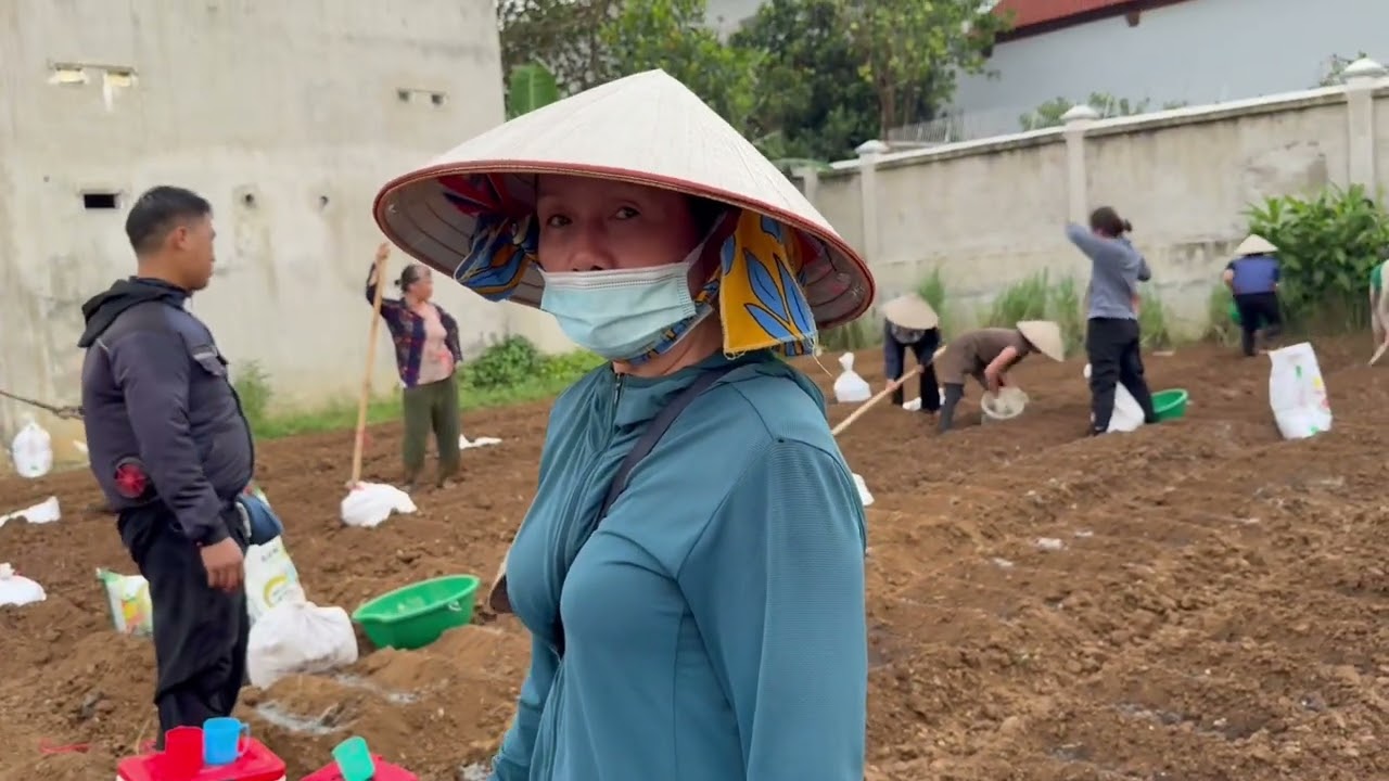 Kỹ thuật trồng lạc bằng phân bón SILIC Tân Phát cho năng suất chất lượng cao