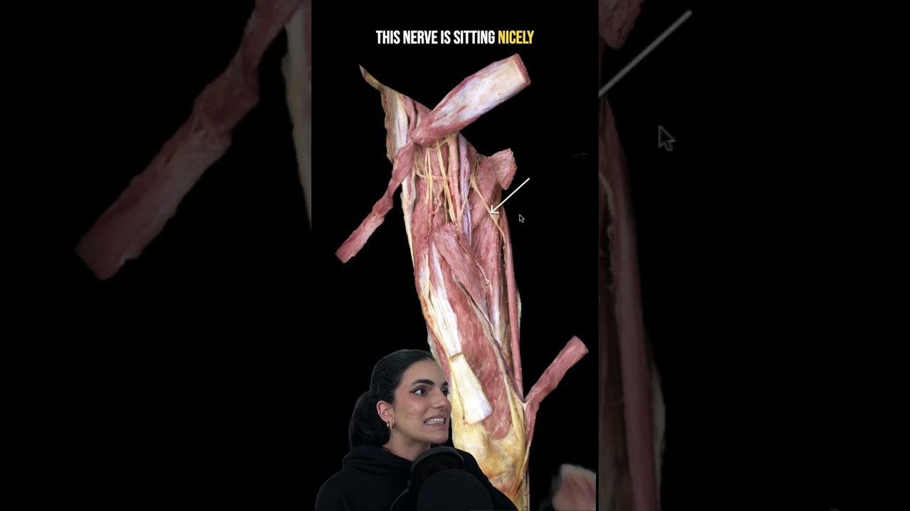 Anatomy of the Thigh | What is the function of this structure? | Med School Bootcamp