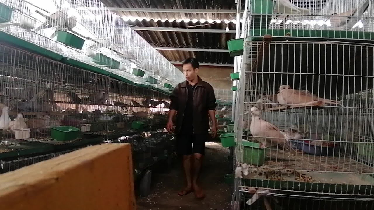 Trại chim cu gáy 2300 con ở Bắc Giang. Toàn cảnh cách chăm sóc cho chim sinh sản