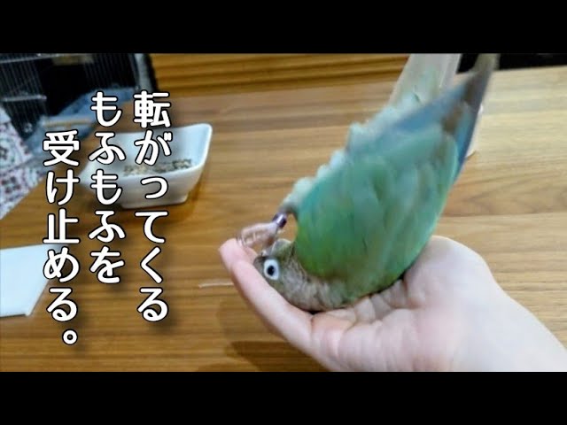 ウロコインコページです。 お客様専用約1/2サイズウロコインコ | TinyBooBoo