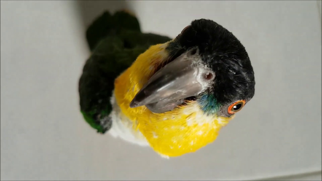 Арчи и Ричи ритуальные обряды - YouTube