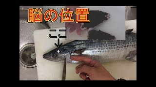 魚の脳の位置はどこ 脳締めの簡単な方法 断面を確認 Youtube