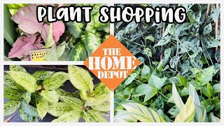 Plant Shopping at Home Depot Large Monstera Adansonii on Bamboo Poles New Aglaonema Spotted