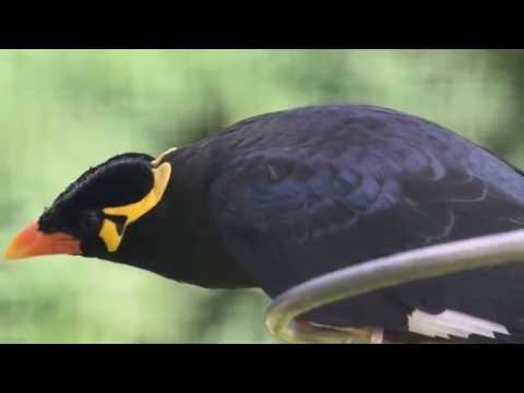 Beo macht Geräusche Zoo Berlin 3.7.2016