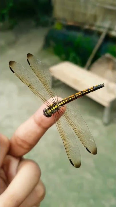 Butterfly VS Dragonfly